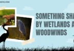 something shared by wetlands and woodwinds