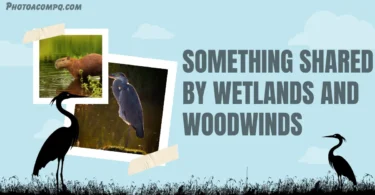 something shared by wetlands and woodwinds