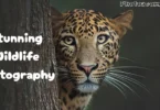 stunning wildlife photography