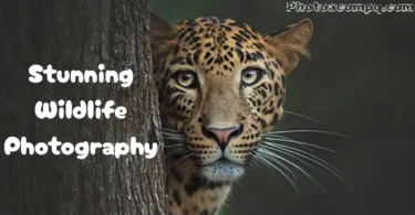 stunning wildlife photography